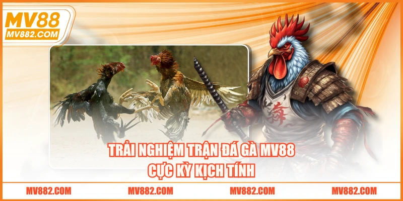 Trải nghiệm trận đá gà MV88 cực kỳ kịch tính
